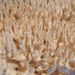 白珊瑚