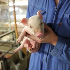 【未経験歓迎】地元安定企業★養豚場で飼養管理スタッフ募集！