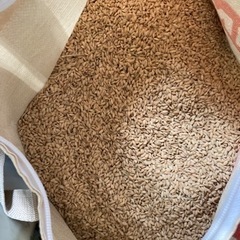 🌾新米 令和4年 収穫米🌾 🌾ヒノヒカリ(籾)約 32kg🌾