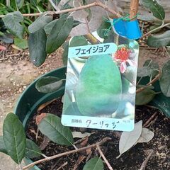 フェイジョア【クーリッジ】鉢植え　小  【受け渡し者決まりました】