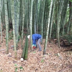 竹買い取りします − 山口県