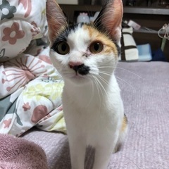 急募　肝臓移植した為飼い主を探しています。