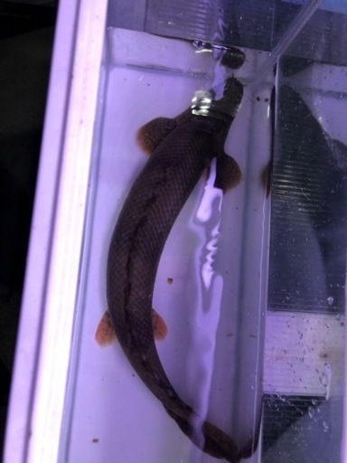 カミハタエンドリケリー約42センチ前後