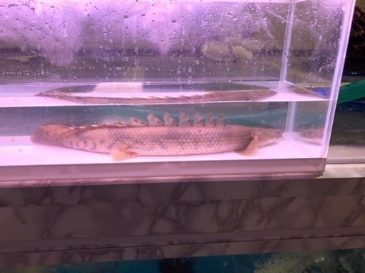 カミハタエンドリケリー約４２センチ前後 カミハタエンドリケリー約42センチ前後