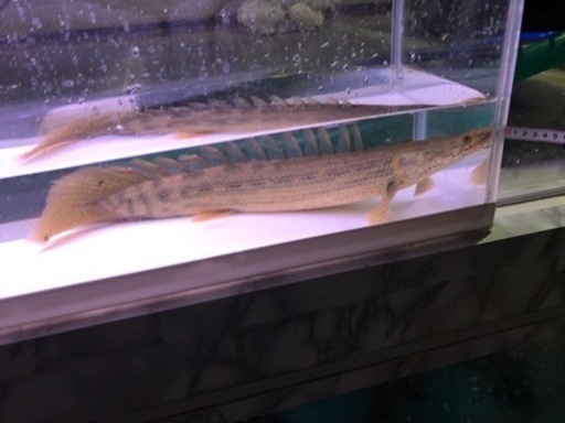 ポリプテルスコリバ？　アンソル？　約３７センチ
