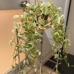 観葉植物　ペペロミア　約1メートル