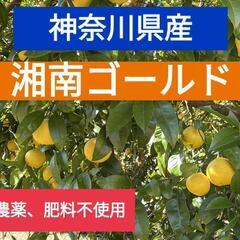 【ネット決済】湘南ゴールド 5kg 農薬不使用、無施肥、小さめ