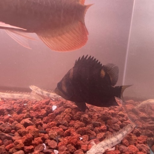 ダトニオスマトラタイガーパーフェクトバンド13センチ