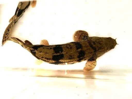 エンドリケリー ショート 腹ゴマ