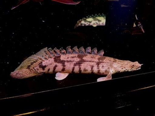 エンドリケリー　ショート　腹ゴマ エンドリケリー ショート 腹ゴマ