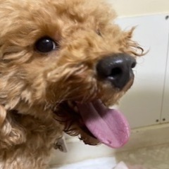 ５月６日（土）犬好きな30代-40代の方犬カフェへ集合♪