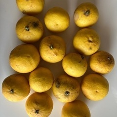 祖父家で採れたニューサマーオレンジとレモン