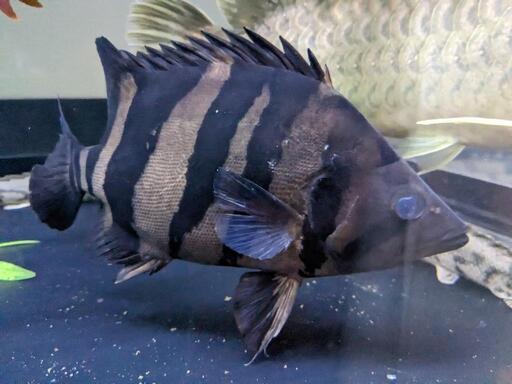 ダトニオプラスワン ±25㌢ 引取限定