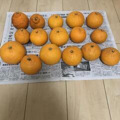 決まりました♪柑橘類