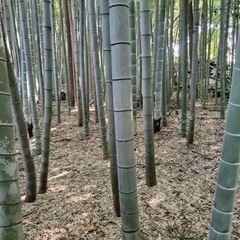 防災林として植えたいので孟宗竹の地下茎、竹を無償若しくは安価で譲...