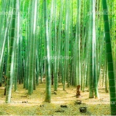 防災林を作る為孟宗竹の竹か地下茎を無償か安価若しくは竹林整備の手...