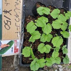 雑貨、服、その他