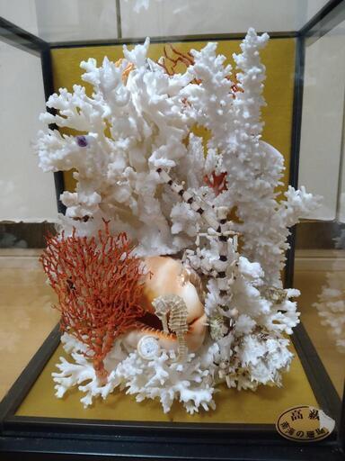 南海高級珊瑚✨