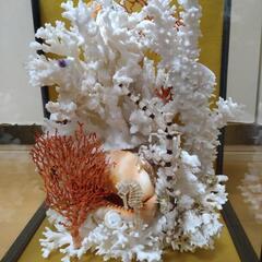 南海高級珊瑚✨