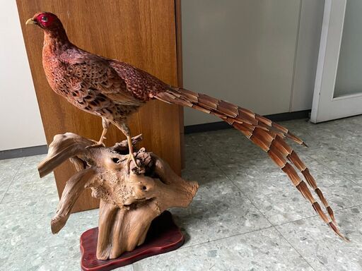 ネット決済】美品 山鳥 剥製 ヤマドリ やまどり はく製 大型