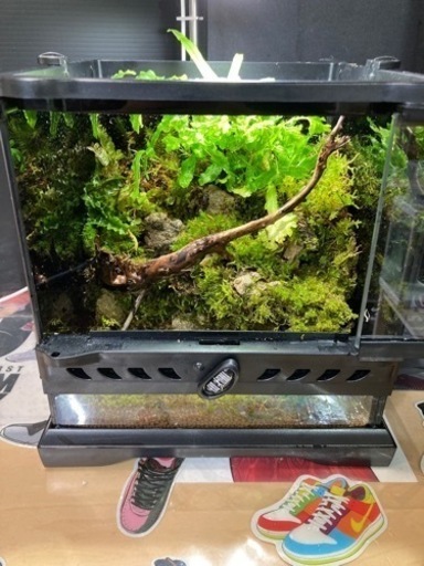 高品質 ☆杜のメダカイモリ・カエル飼育にオススメ！！コケリウム  