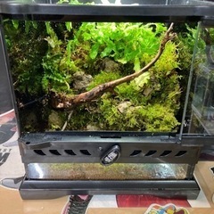 ☆杜のメダカ☆★イモリ・カエル飼育にオススメ！！コケリウム・パルダリウム完成品★ライト付き　ツノガエル付けれます。