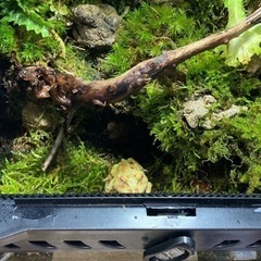 ☆杜のメダカ☆★イモリ・カエル飼育にオススメ！！コケリウム・パルダリウム完成品★ライト付き　ツノガエル付けれます。