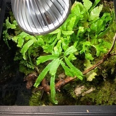 ☆杜のメダカ☆★イモリ・カエル飼育にオススメ！！コケリウム・パルダリウム完成品★ライト付き　ツノガエル付けれます。