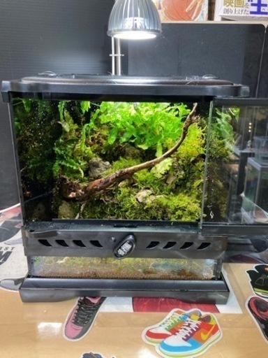 ☆杜のメダカ☆★イモリ・カエル飼育にオススメ！！コケリウム・パルダリウム完成品★ライト付き　ツノガエル付けれます。