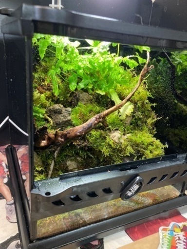 高品質 ☆杜のメダカイモリ・カエル飼育にオススメ！！コケリウム  