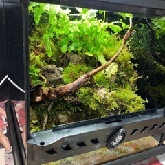 ☆杜のメダカ☆★イモリ・カエル飼育にオススメ！！コケリウム・パルダリウム完成品★ライト付き　ツノガエル付けれます。