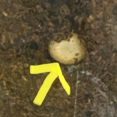 ヘラクレスオオカブトムシの卵