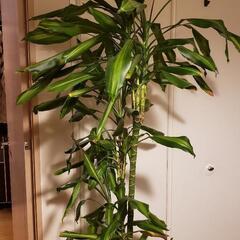 （受付終了）大型観葉植物 ドラセナ ワーネッキー レモンライム 10号
