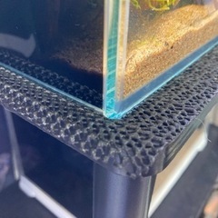 ☆杜のメダカ☆★熱帯魚飼育にオススメ！！アクアテラリウム45 do aqua 中古水槽使用 