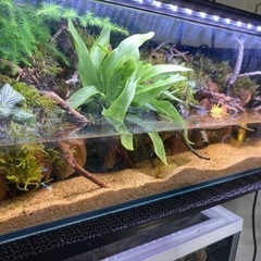 ☆杜のメダカ☆★熱帯魚飼育にオススメ！！アクアテラリウム45 do aqua 中古水槽使用 