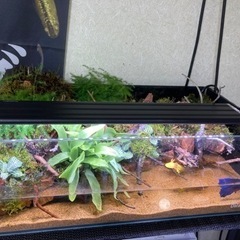 ☆杜のメダカ☆★熱帯魚飼育にオススメ！！アクアテラリウム45 do aqua 中古水槽使用 