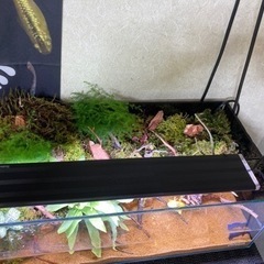 ☆杜のメダカ☆★熱帯魚飼育にオススメ！！アクアテラリウム45 do aqua 中古水槽使用 
