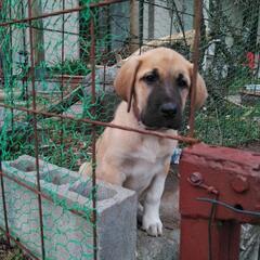 犬小屋を作りたいので廃材下さい