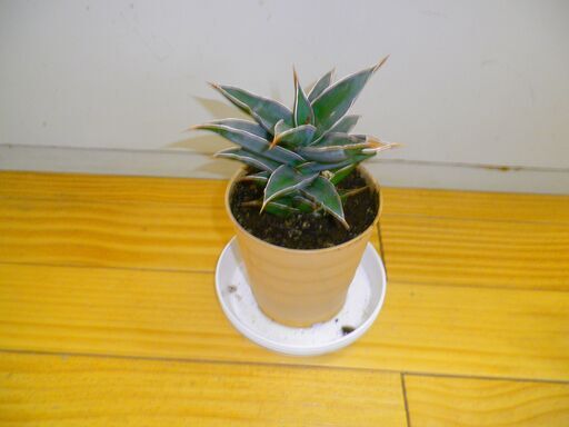 ロリダ　観葉植物　大きい株