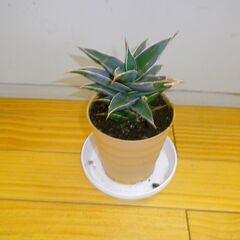 ロリダ　観葉植物　大きい株