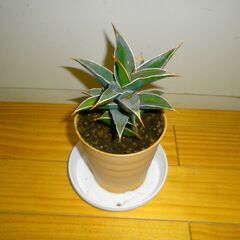 ロリダ　観葉植物　大きい株