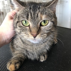 🐱里親募集🐱マンチカン女の子　推定4歳