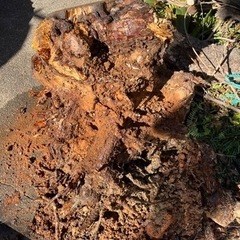 高圧洗浄機貸してください！抜根した松の木の根を、高圧洗浄機で土を...