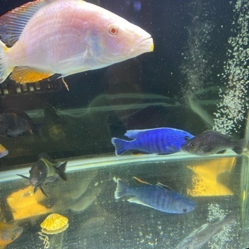 熱帯魚　アフリカンシクリッド