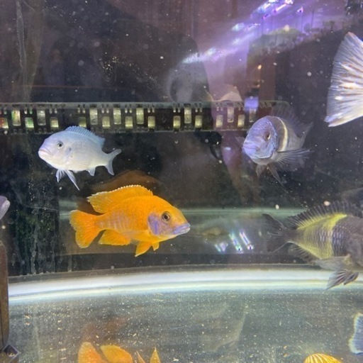 熱帯魚　アフリカンシクリッド