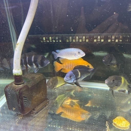 熱帯魚　アフリカンシクリッド