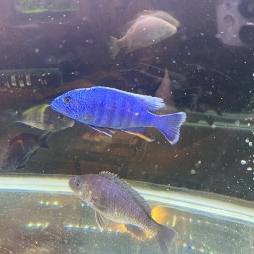 熱帯魚　アフリカンシクリッド