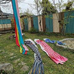 大きな鯉のぼり　ゴールデン　旭化成