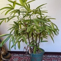 観音竹　観葉植物　グリーン