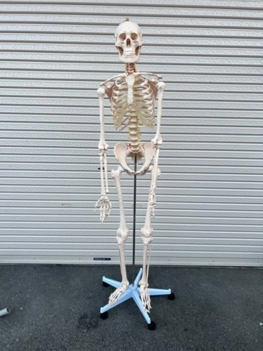 骨模型 人体模型 骸骨標本